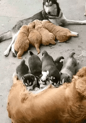 网友纷纷大笑：天呐，古人诚不欺我，果然别人家的饭总是特别香甜啊！