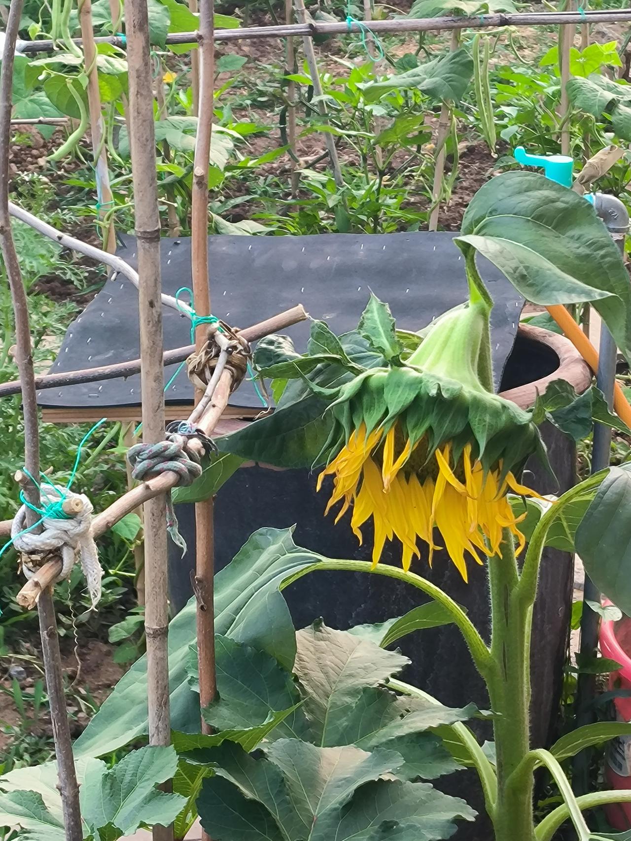 淄博向日葵，长阳花（朝阳花）不向阳转动了，不是偷懒吧？根本不是进化，是长大成熟了