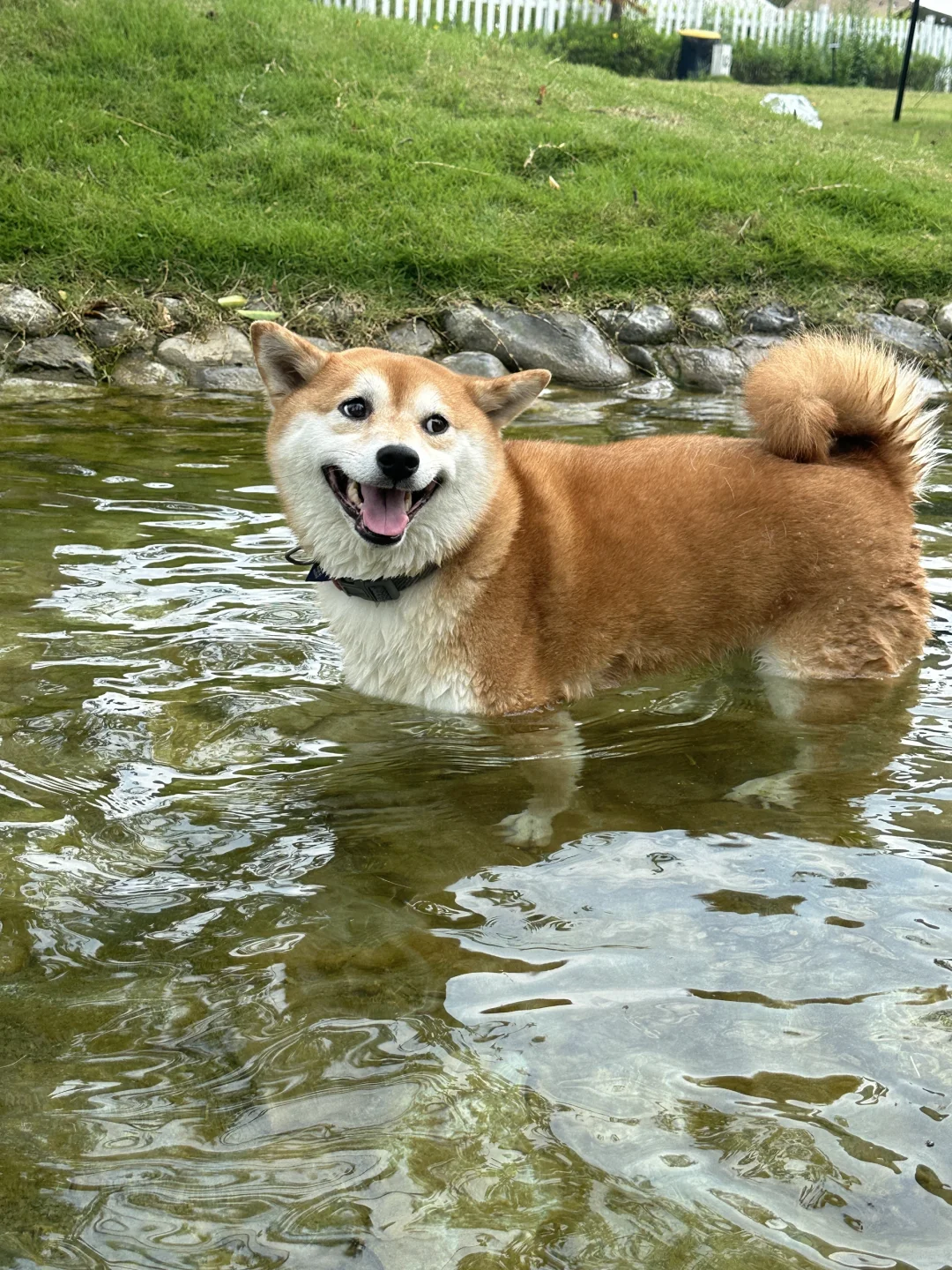 还曼吓人的（第一次玩水的小狗）