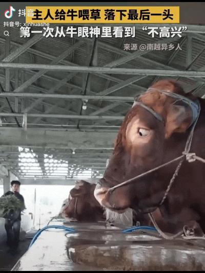 “如果眼神能杀人，那个农场主可能已经挨了三百刀！”4月28日，一段“主人喂牛漏喂