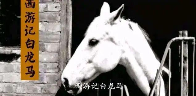西游记拍完，白龙马安置在无锡养马场，9年后却曝尸荒野，无人安葬。相信《西游记》中