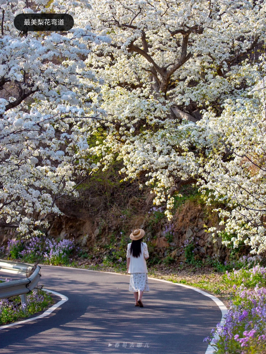 藏在平谷村里的最美梨花弯道，三棵神仙梨树