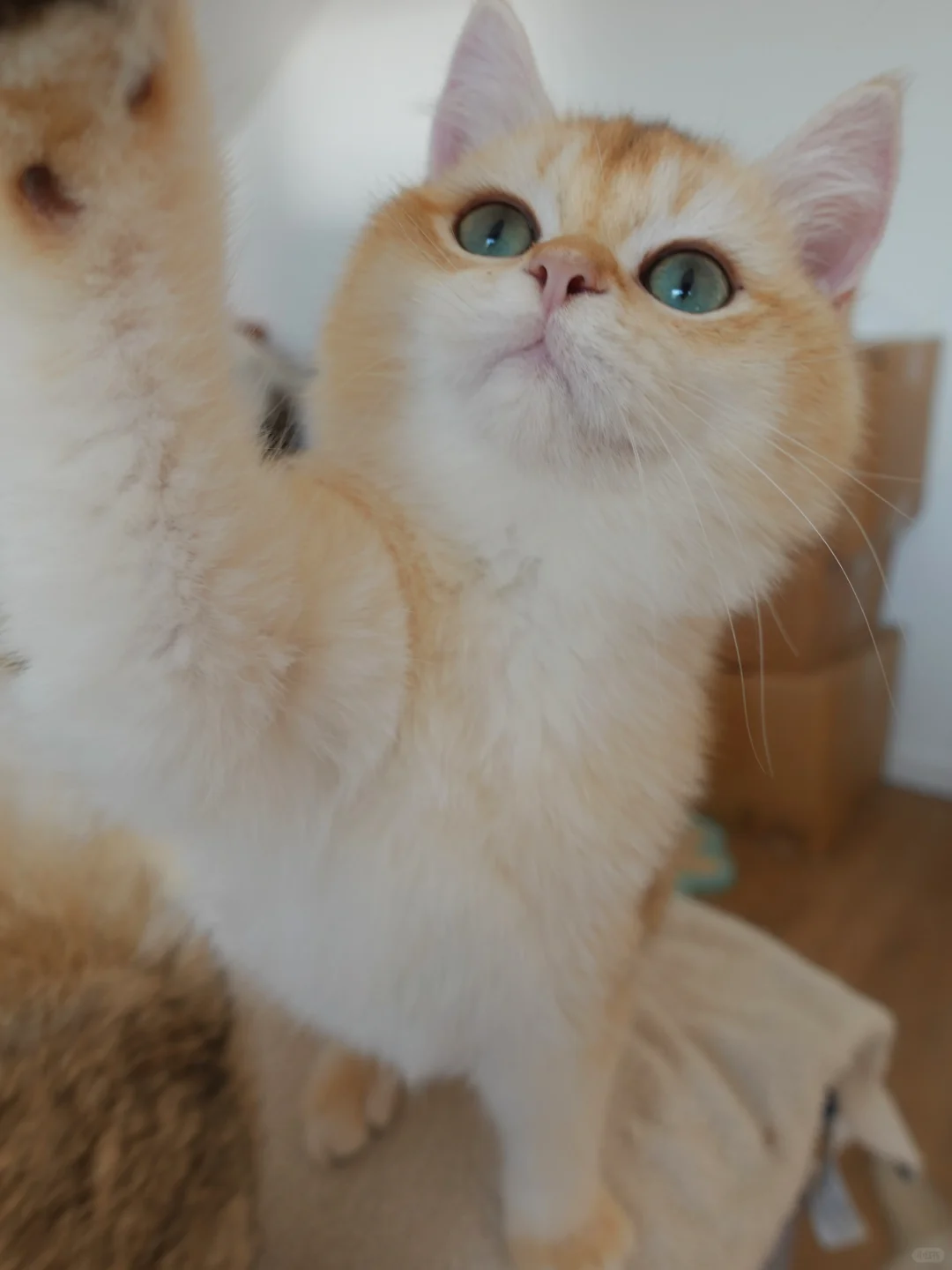 🇩🇪英短小猫咪找家长 超圆超金小可爱