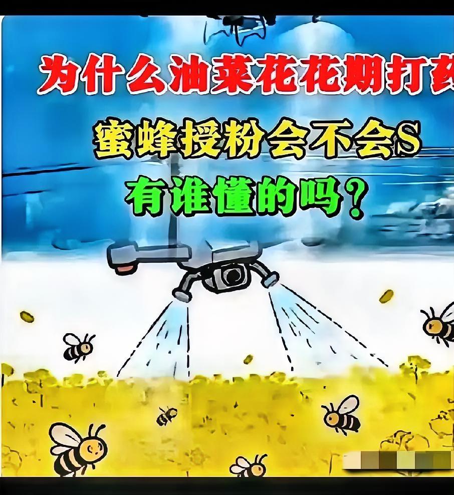 官方回应油菜喷药致蜂农损失惨重！在国际形势非常紧张的情况下。这事绝不简单！
蜜蜂