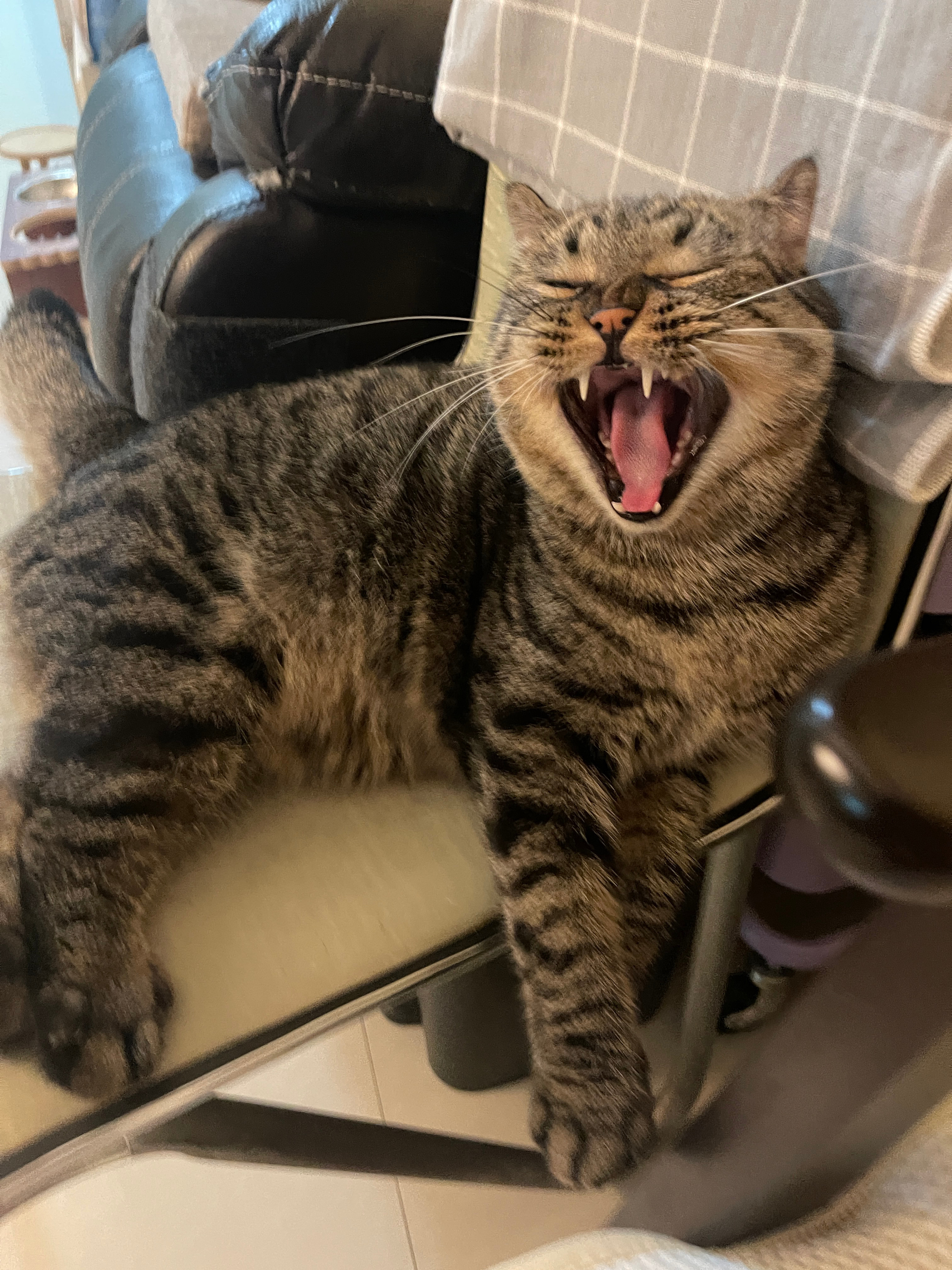 我跟狸花猫之间总是有诸多羁绊，遇到过送去绝育但却应激去世的狸花流浪猫，口炎严重全