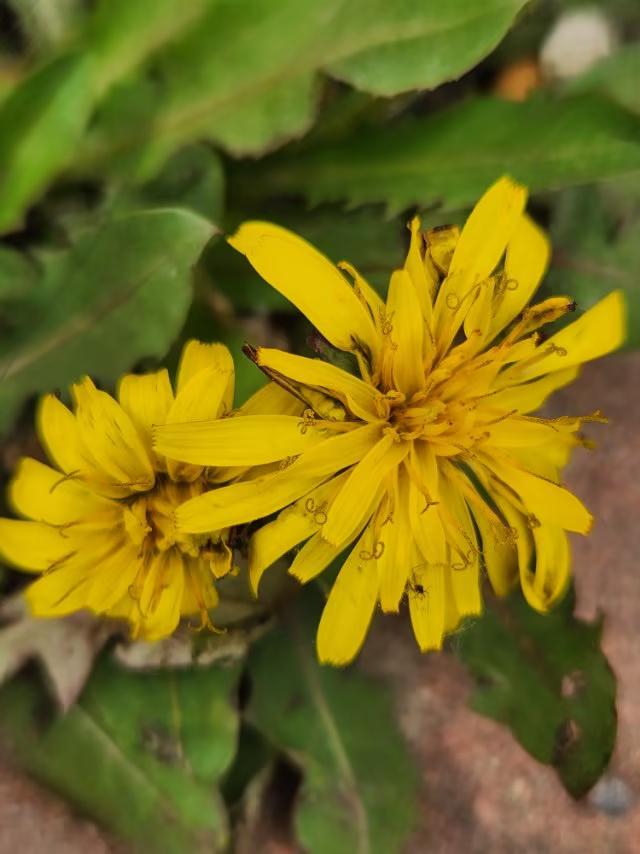 蒲公英虽然很少被文人墨客浓墨书写，却有风骨。部分地方的蒲公英售价达20多元！
过