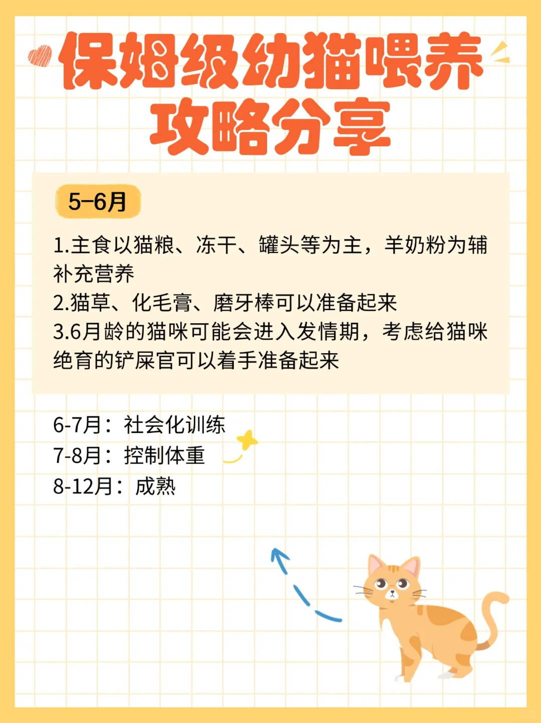 0-6月幼猫，保姆级喂养攻略分享
