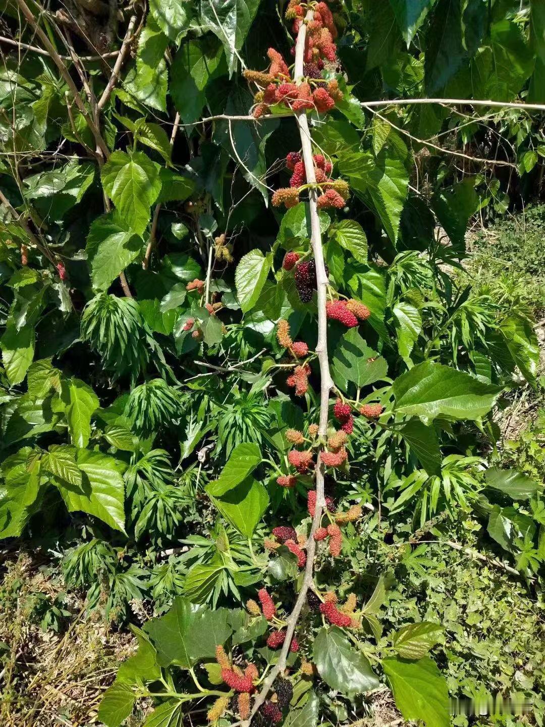 夏日桑葚采摘的人不少，每样水果都不能当主食吃，其实桑葚属于寒性水果，口感酸甜多汁