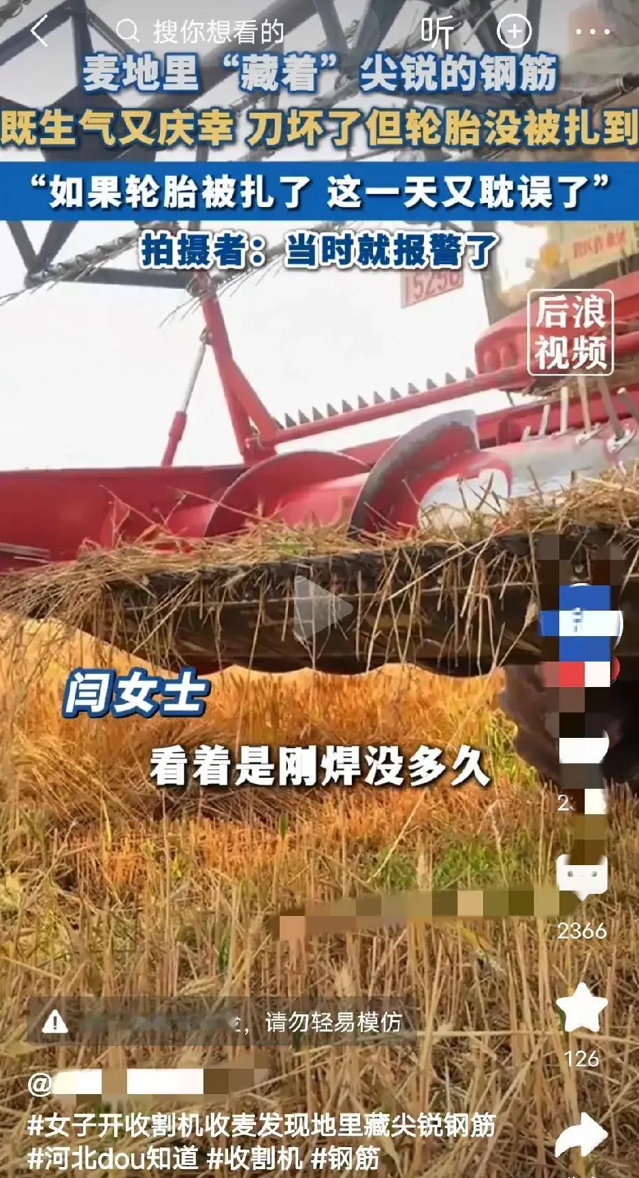 6月5日，河北，小麦收割正在如火如荼的展开，可是，总有不和谐的声音，出现在麦田里