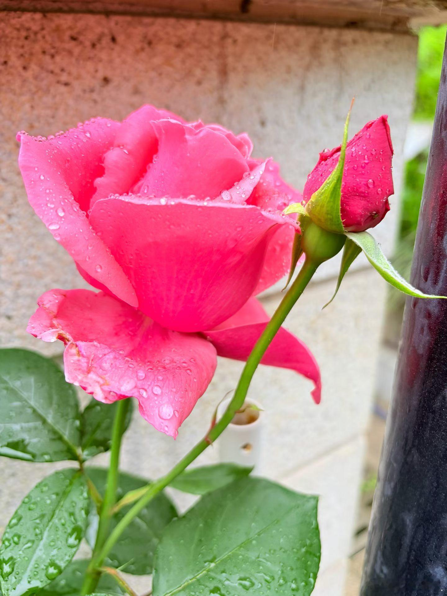 鲜花 