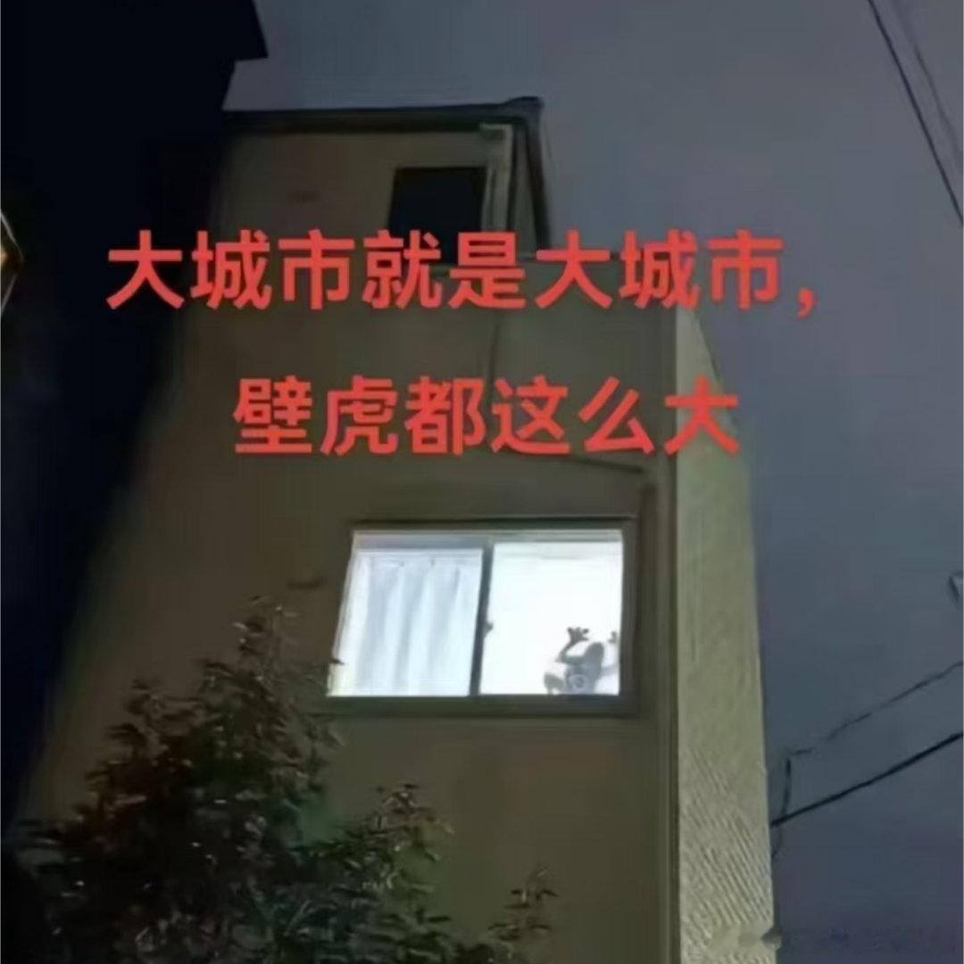 城市的壁虎都这么大的吗？偶遇夏日大作战