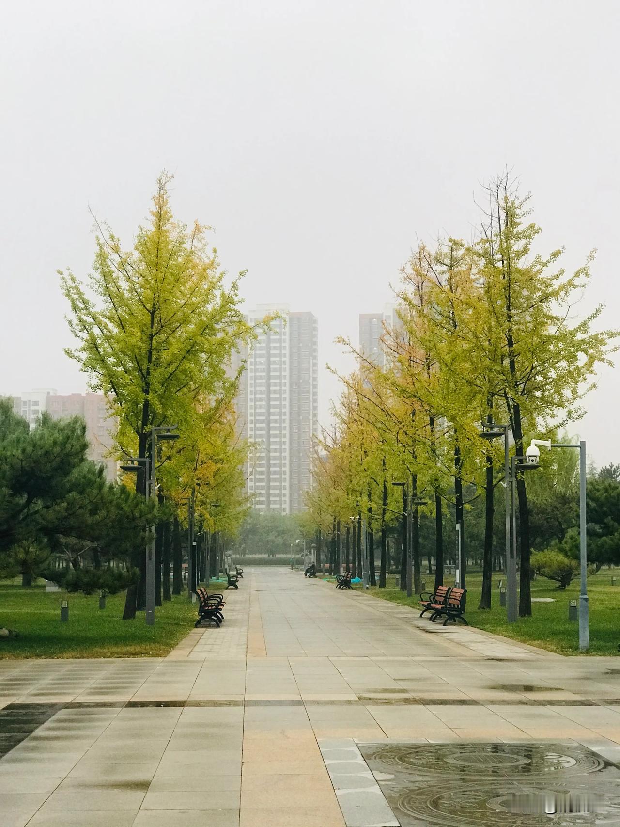 #赏秋意# #随手拍的落叶杉# #随手拍秋天树木# #随手拍秋季景色#