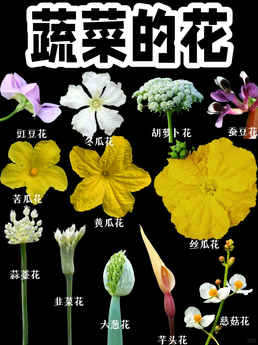 【蔬菜的花】我们天天都在吃的蔬菜开花了