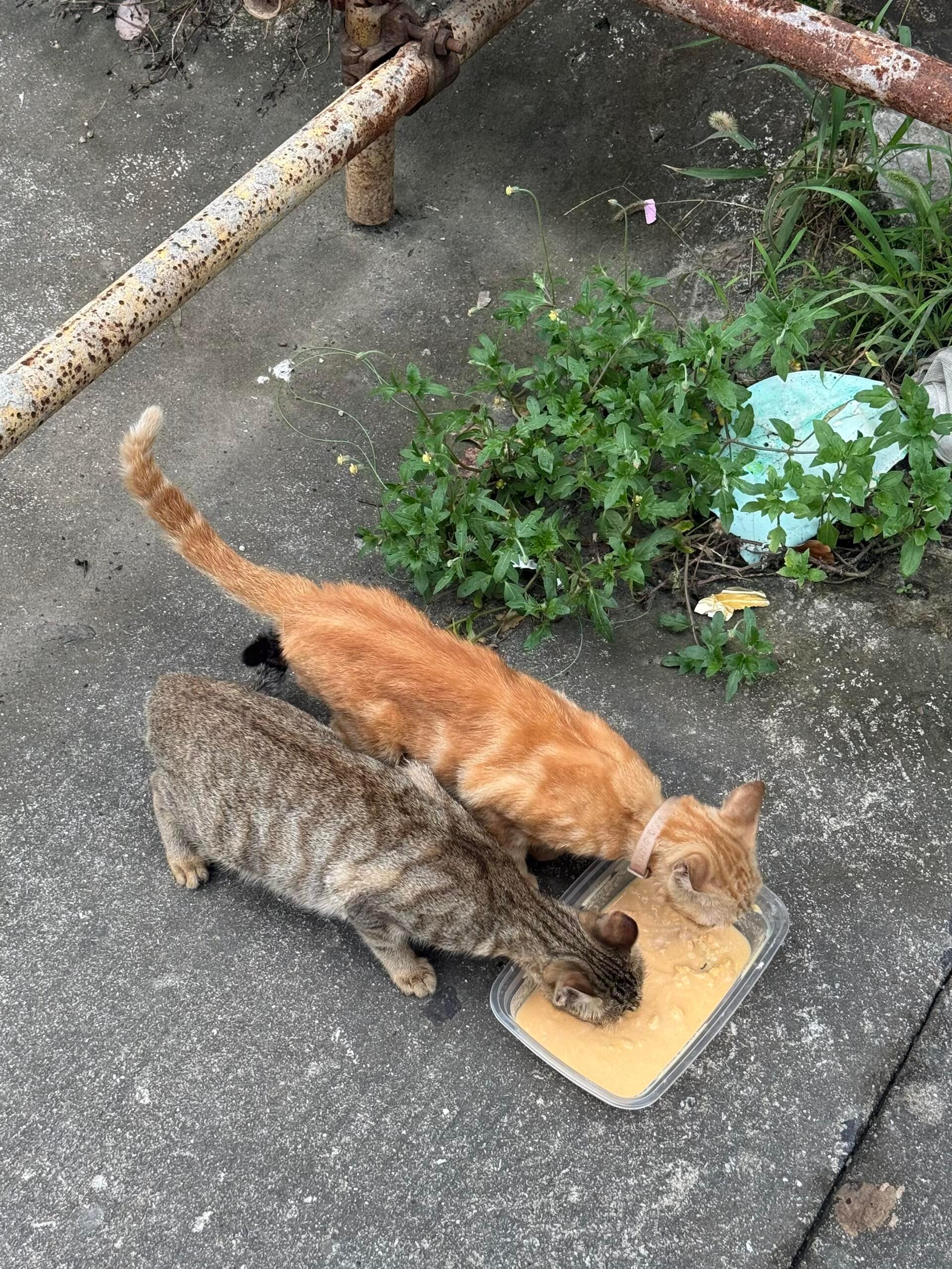 🍽️   𝐅𝐨𝐨𝐝 𝐂𝐨𝐥𝐥𝐞𝐜𝐭𝐢𝐨𝐧 生活处处