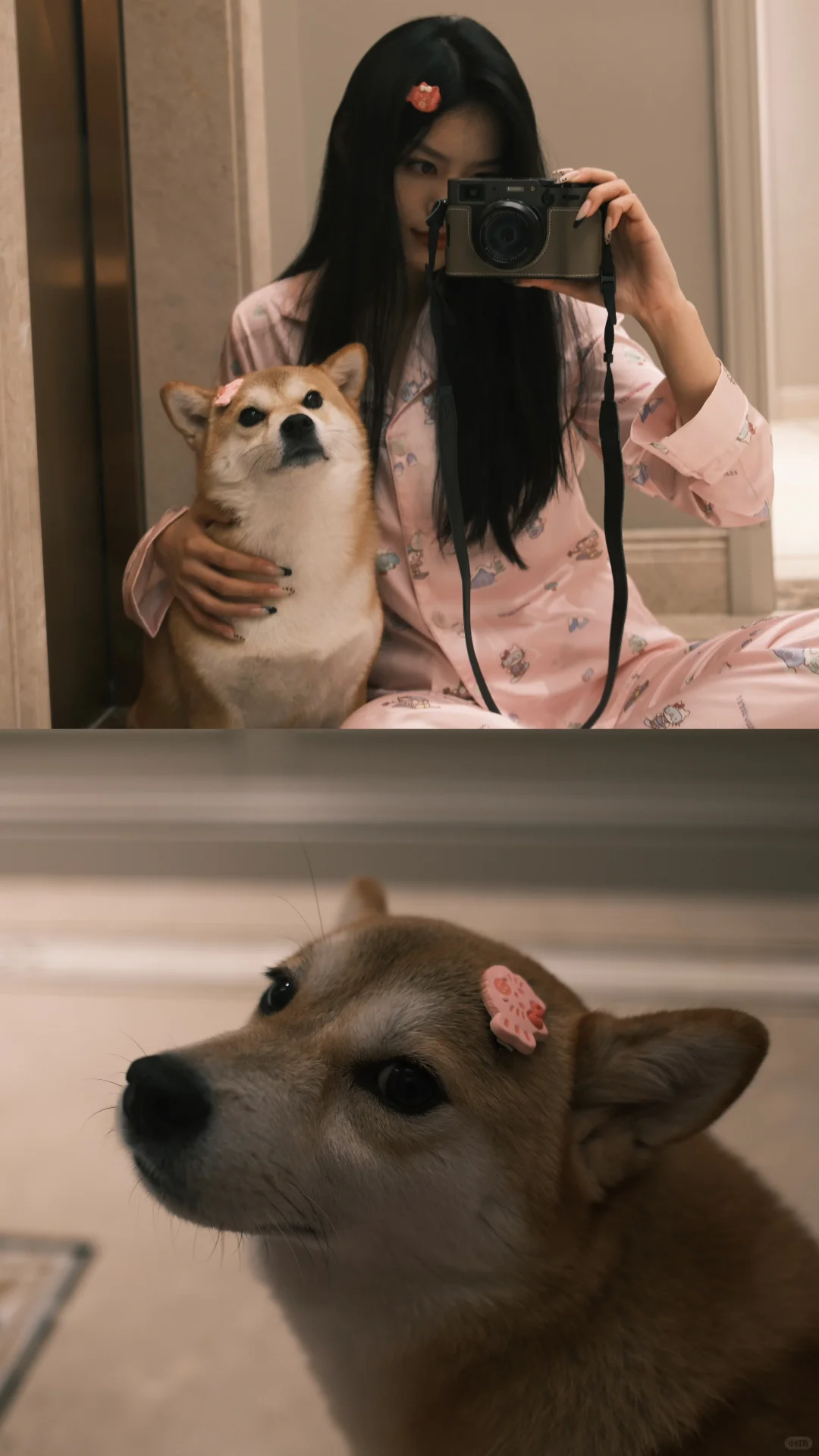 11.5kg的🐷