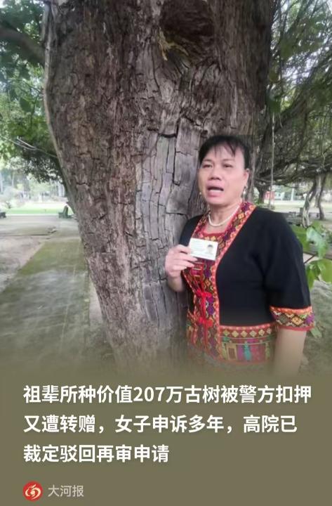 海南女子家中祖父栽种的百年重阳树估值 207 万，深夜遭人连根偷走。警方追回古树