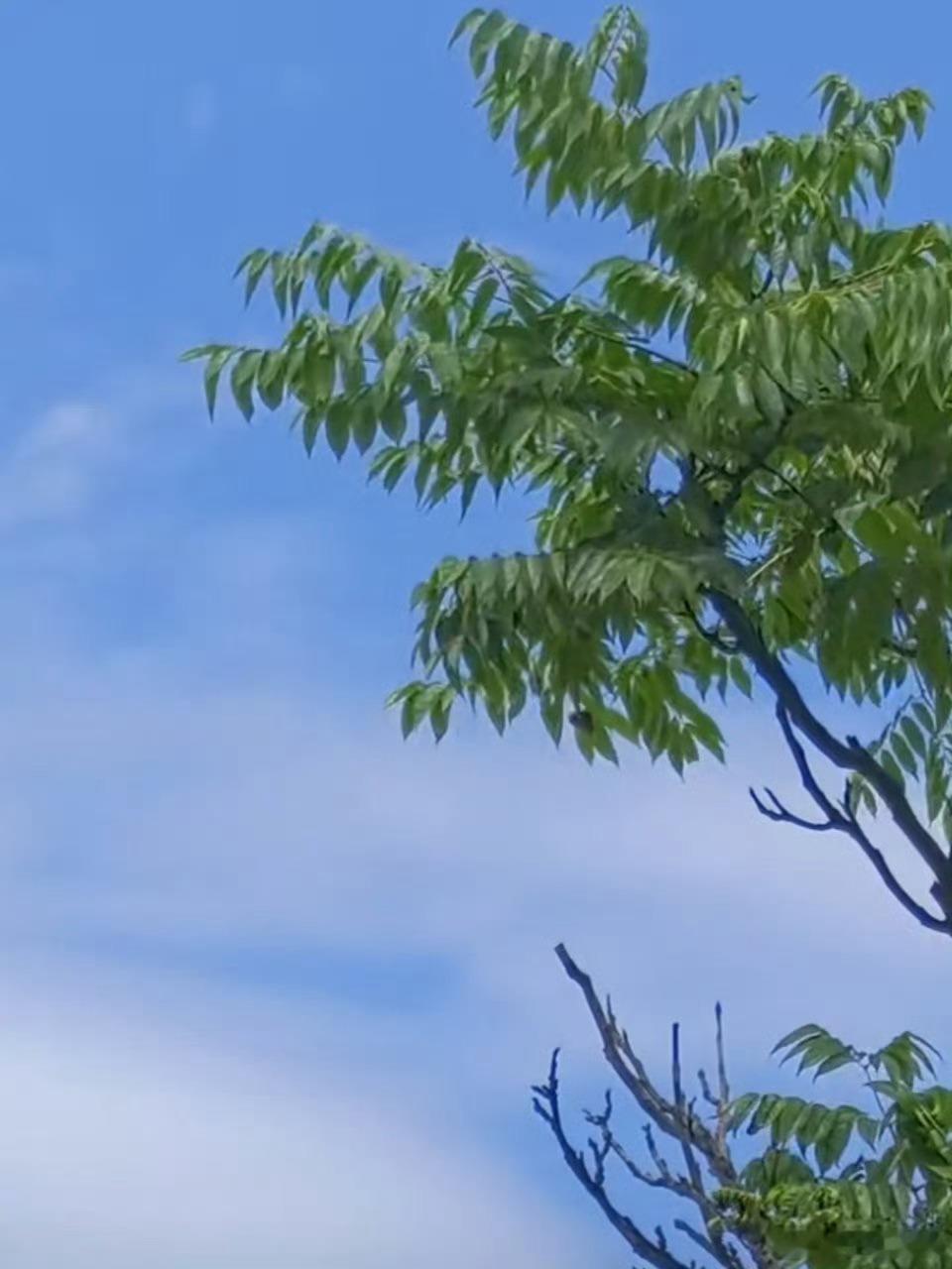 如果治愈有颜色，那一定是天空蓝，一个不经意的仰头，就遇见了夏日限定的浪漫，如果你
