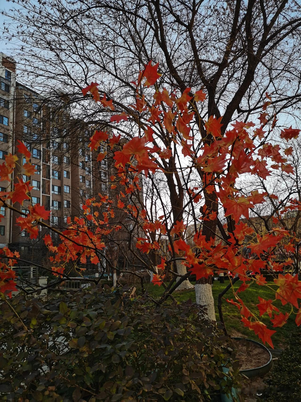 [烟花]

下午出去溜达，在小区院里看见几棵树的叶子还没有落下，而且在冬日里，显