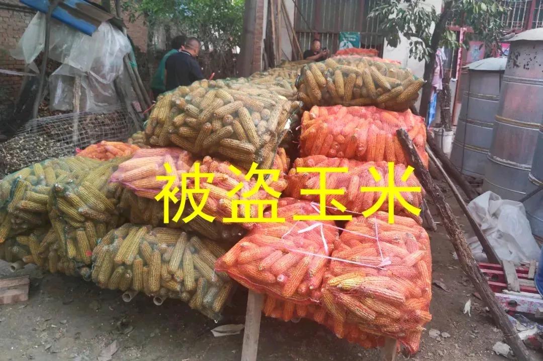 一男三女深夜盗窃玉米10000多斤被刑拘：近日，山东曹县公安局苏集派出所连续接到
