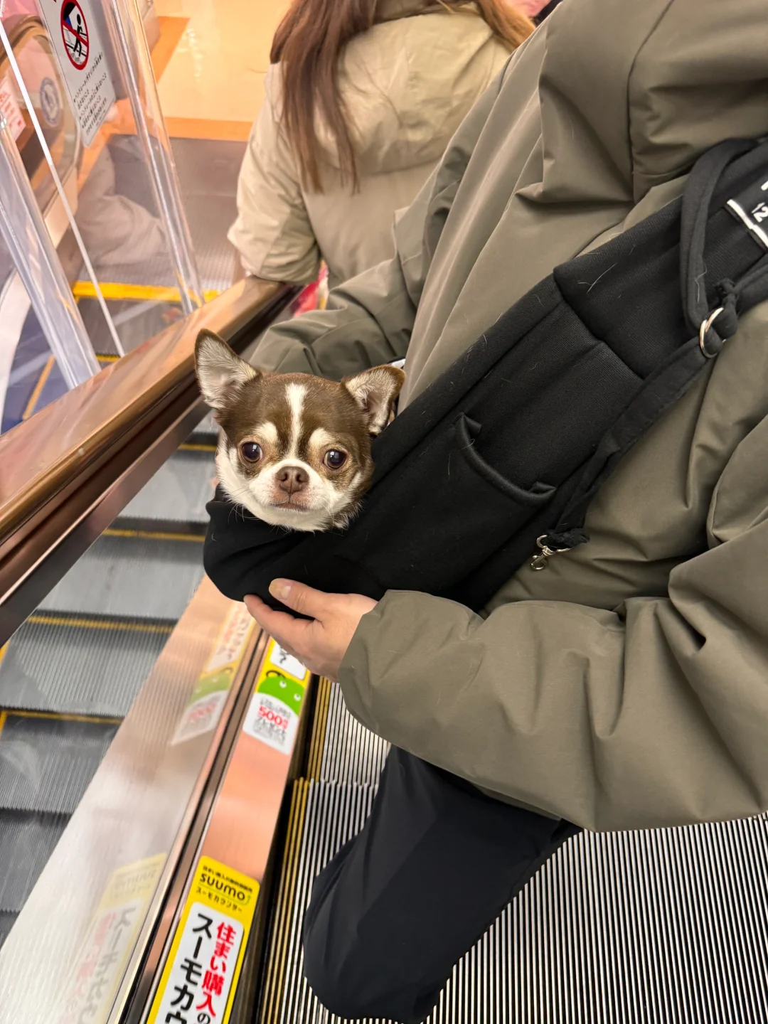 日本逛街狗｜吉娃娃日常