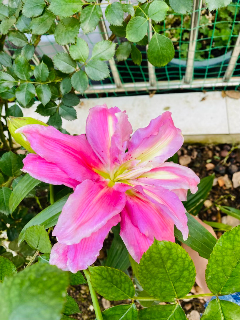 生活手记记录真实生活摄影摄影摄影 你是一位擅用色彩的精灵，被誉为“变色龙百合”的