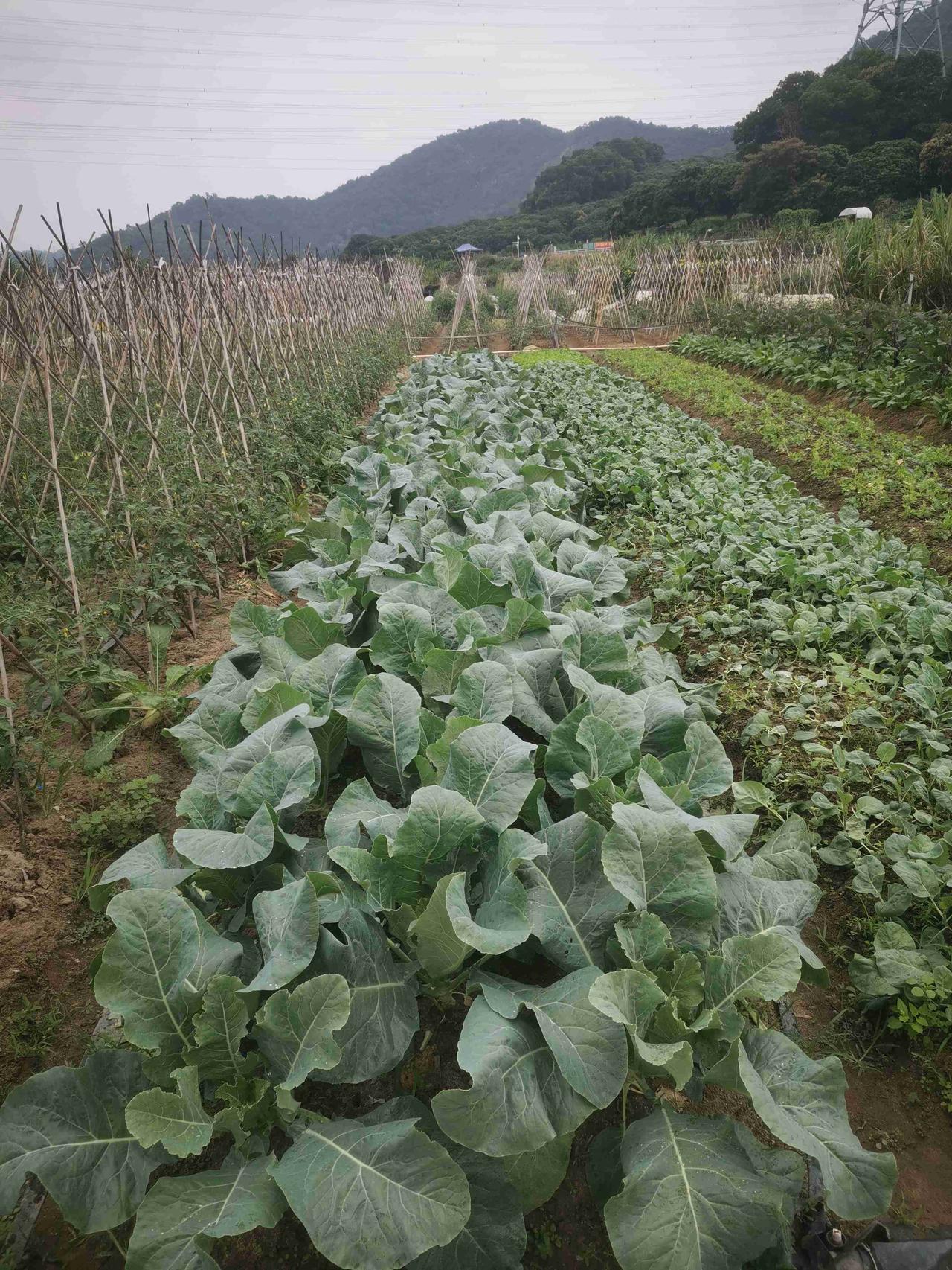 我的今日状态：🏝️旅行度假
我这里的天气：🍂微风