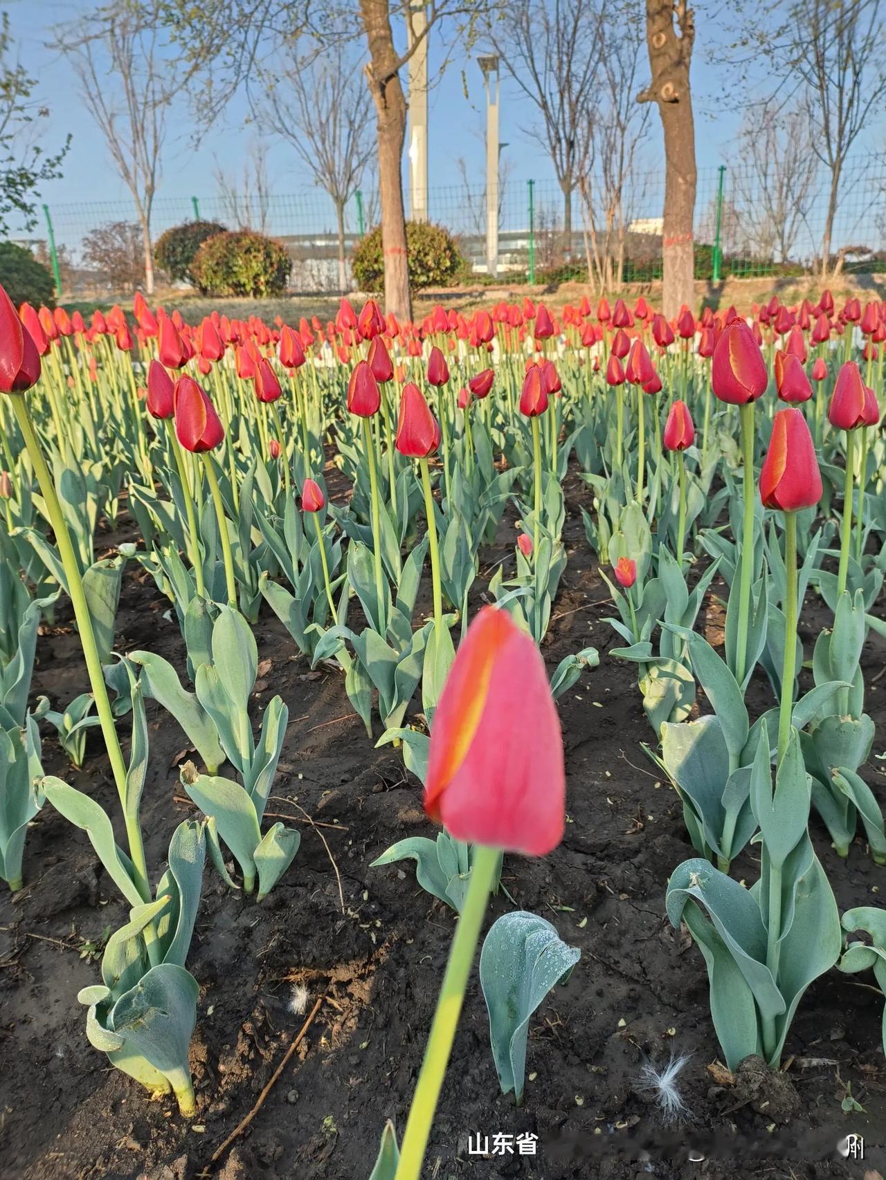家乡的花开了，欢迎各地的朋友来秦皇河公园赏花。