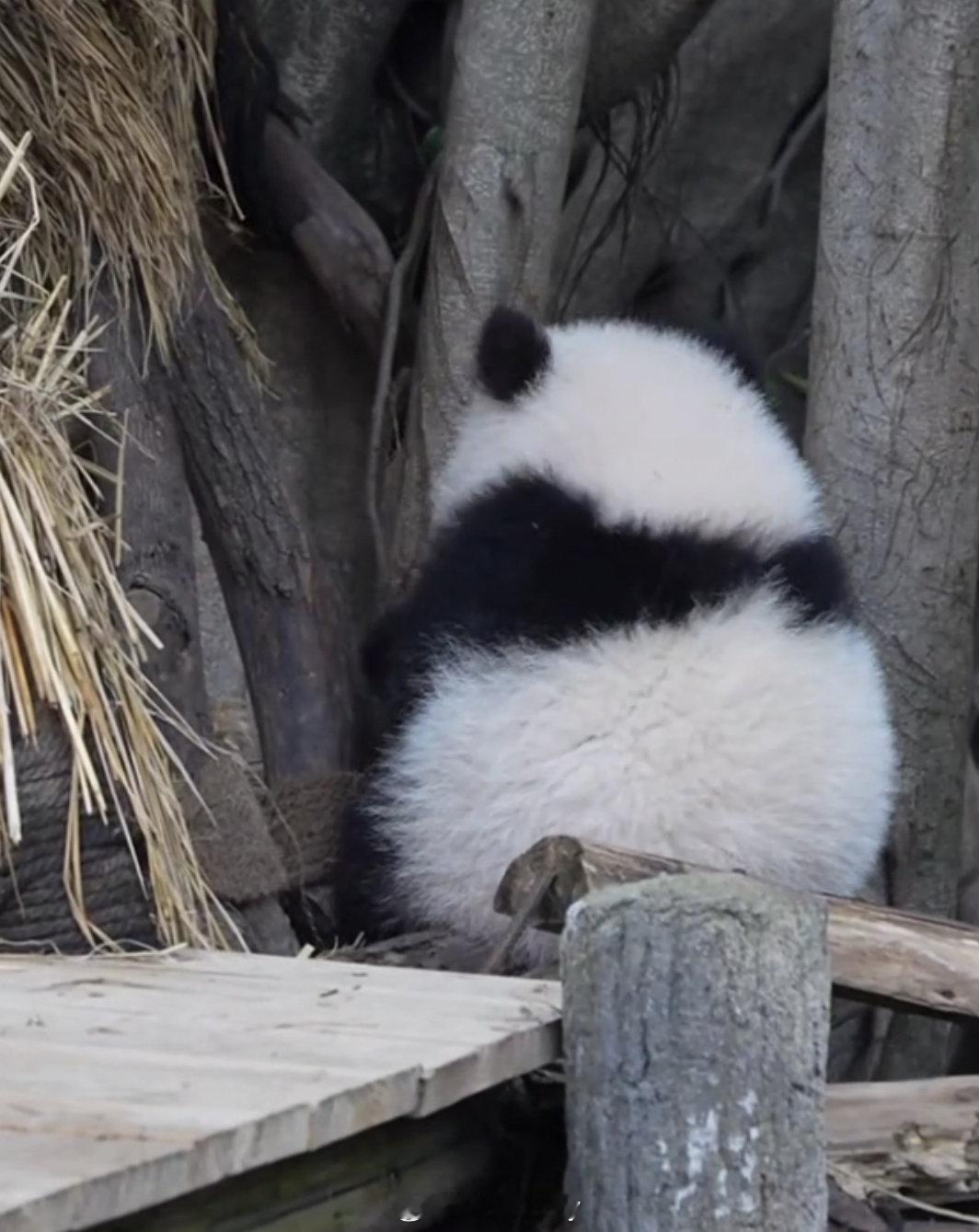 奇三妹，是肉嘟嘟的熊猫团子！🐼 