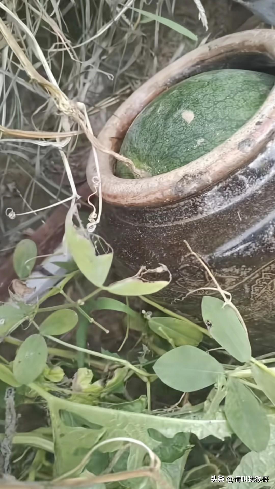 谁能告诉我这个瓜的正确吃法？