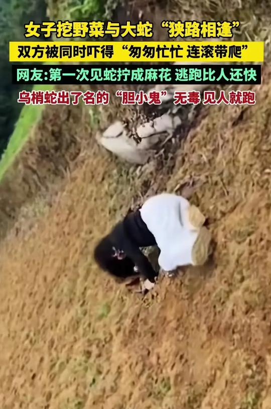 近日四川，女子挖野菜与乌梢蛇狭路相逢，双方被同时吓得连滚带爬。网友戏称，第一次见