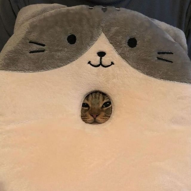 😾 
