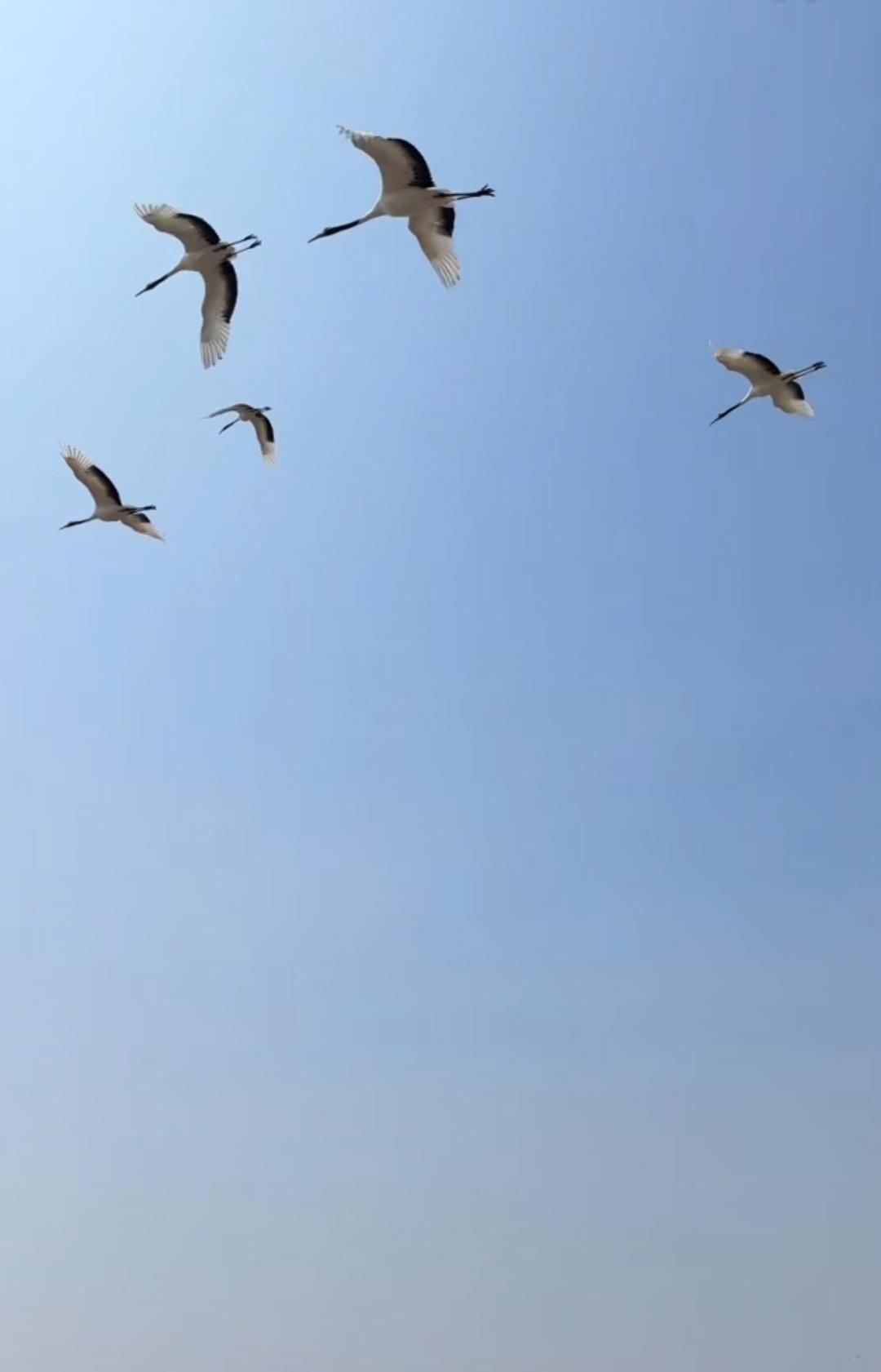 如何看待中美俄三边关系 
中美俄恰似这张图片里的春鹤，于无垠的广阔天际各自翱翔，