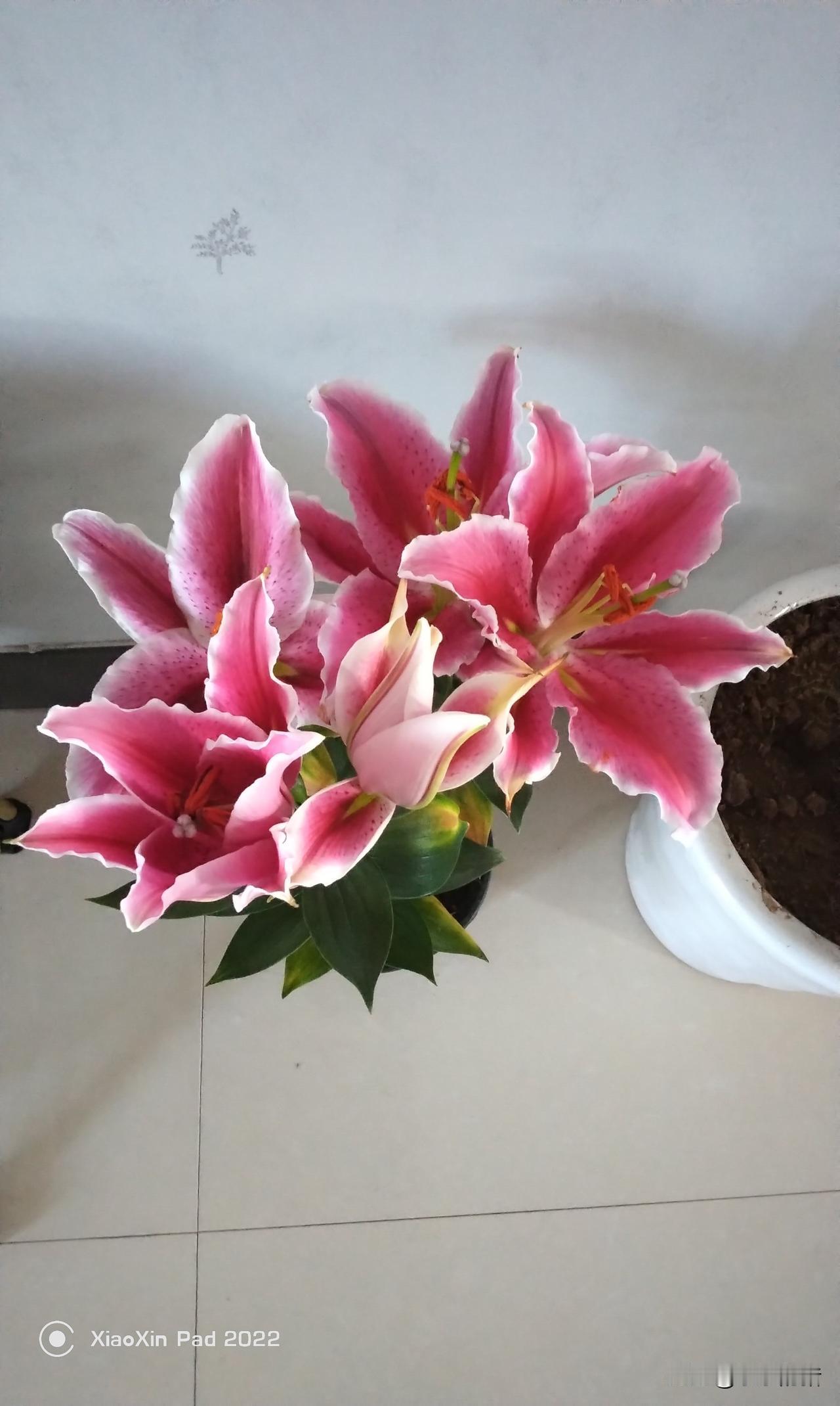 我大娘是那种心肠比较硬的人，无论对谁都是冷冰冰的，好像是没有高兴的时候。记得小时