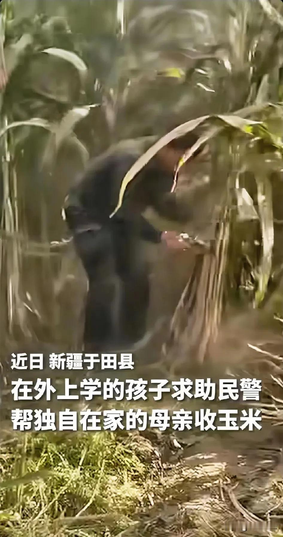 上人民日报了！新疆于田，一大学生在外求学，放心不下家中独自收玉米的妈妈，试着给县
