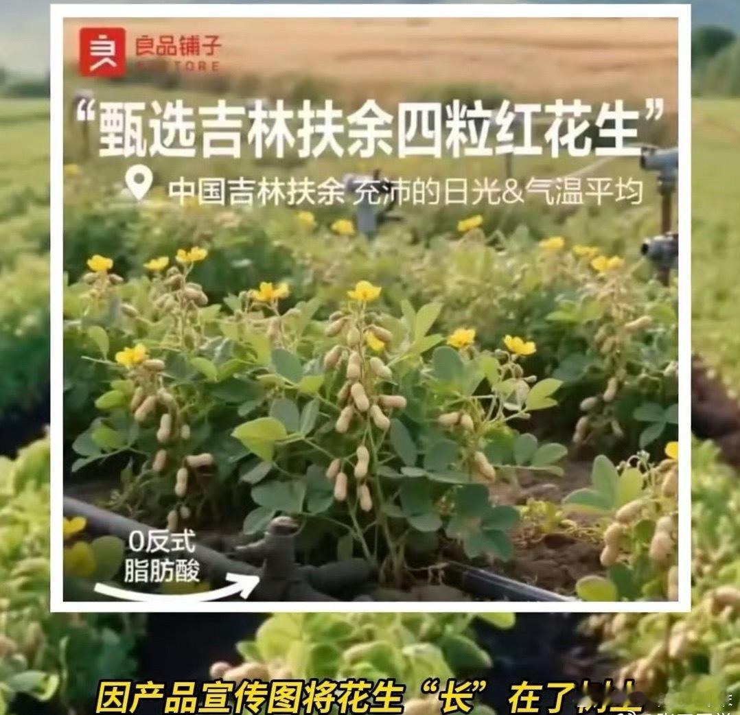 AI闯祸现场➕1良品铺子的“花生上树”宣传图，从领导到下面的小员工难道都觉得这个