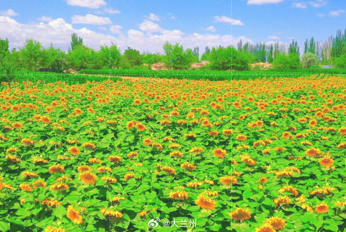 甘肃夏日赏花好去处盛夏时节，敦煌市郭家堡镇百亩向日葵迎来盛花期，连片金黄花海铺展