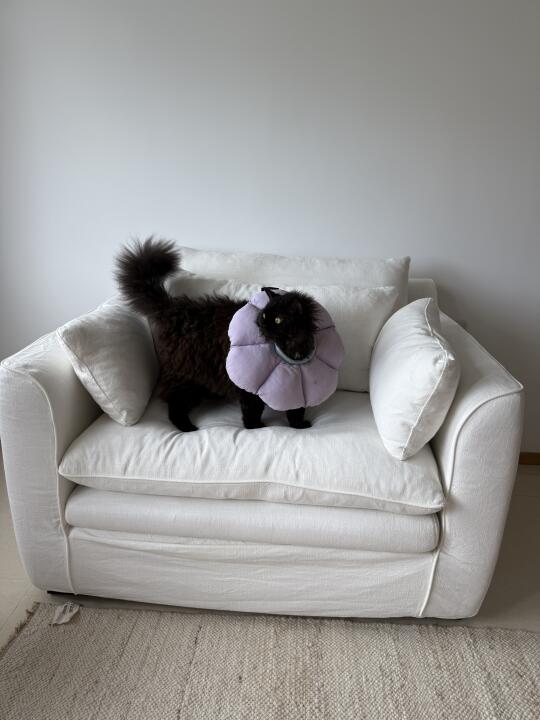 谁说养黑猫不能买白沙发！