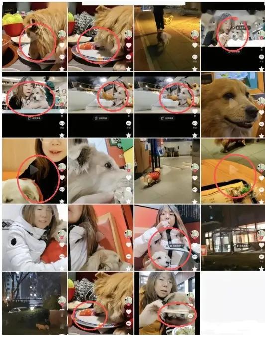 真让人膈应！北京一女子居然让自家宠物狗在涮肉店的餐桌上啃生肉卷，舔盘子，还拍视频