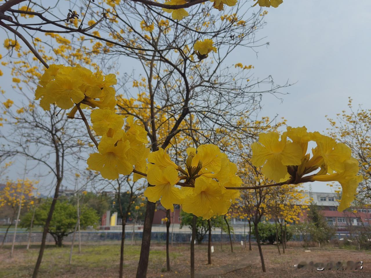 屋后青山绿
房前桃李红

青山含黛，挑李争春，有山有水方为圣地，有物有人才称胜景