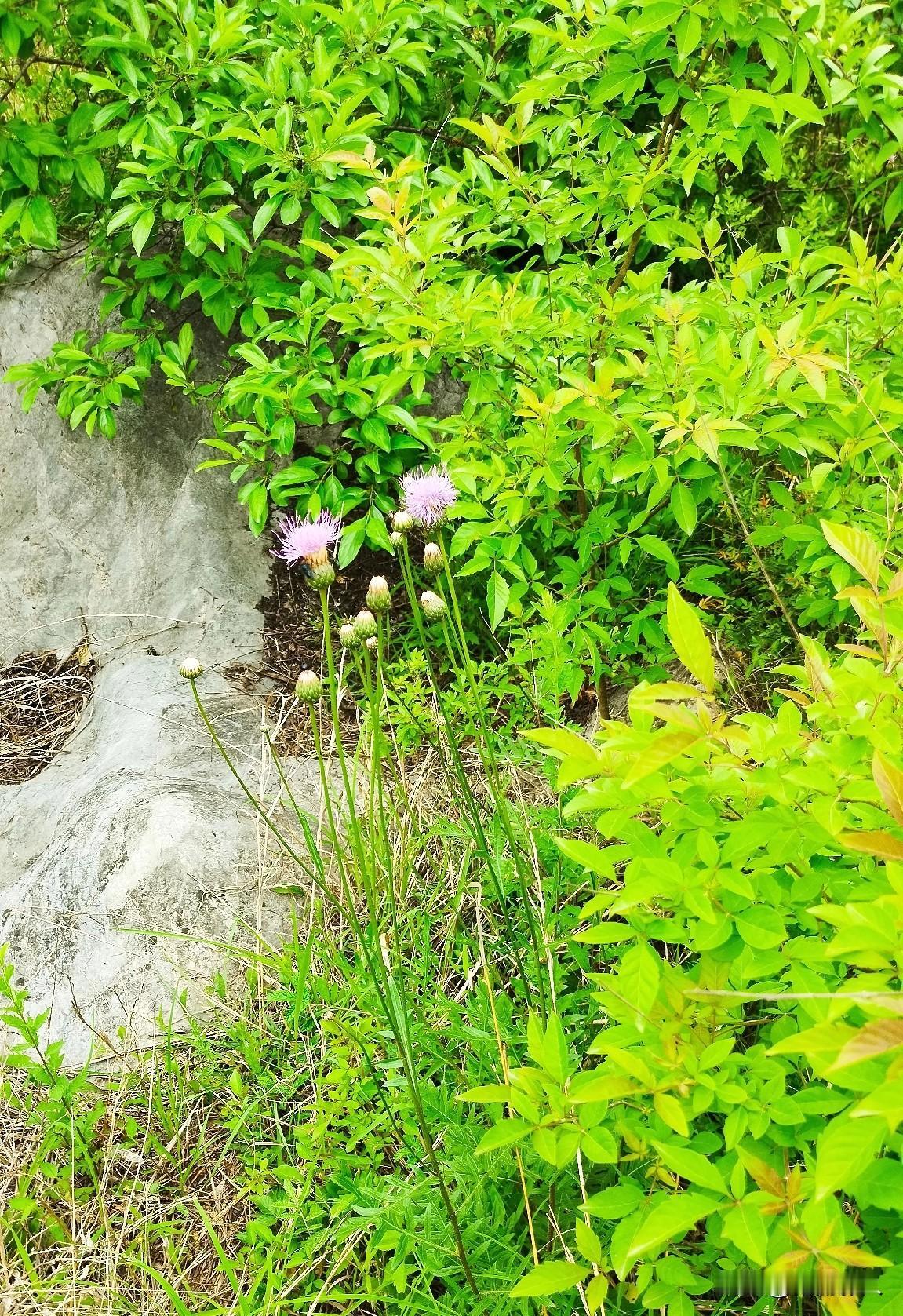 随手拍一张山野花山间徒步，路上很多的花花草草🌿，长的格外茂盛。还有许多的野蔷薇