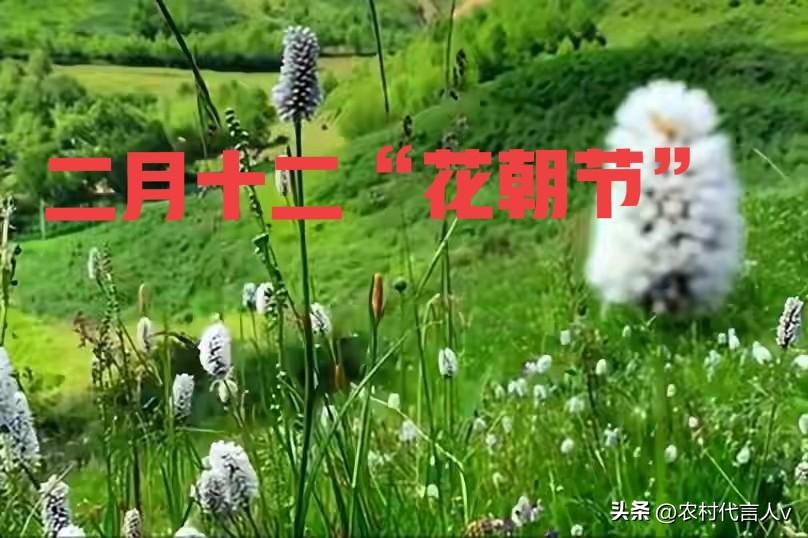 明日二月十二“花朝节”，提醒：1不摘，2不闻，3不折，4要吃。
 
“二月十二花