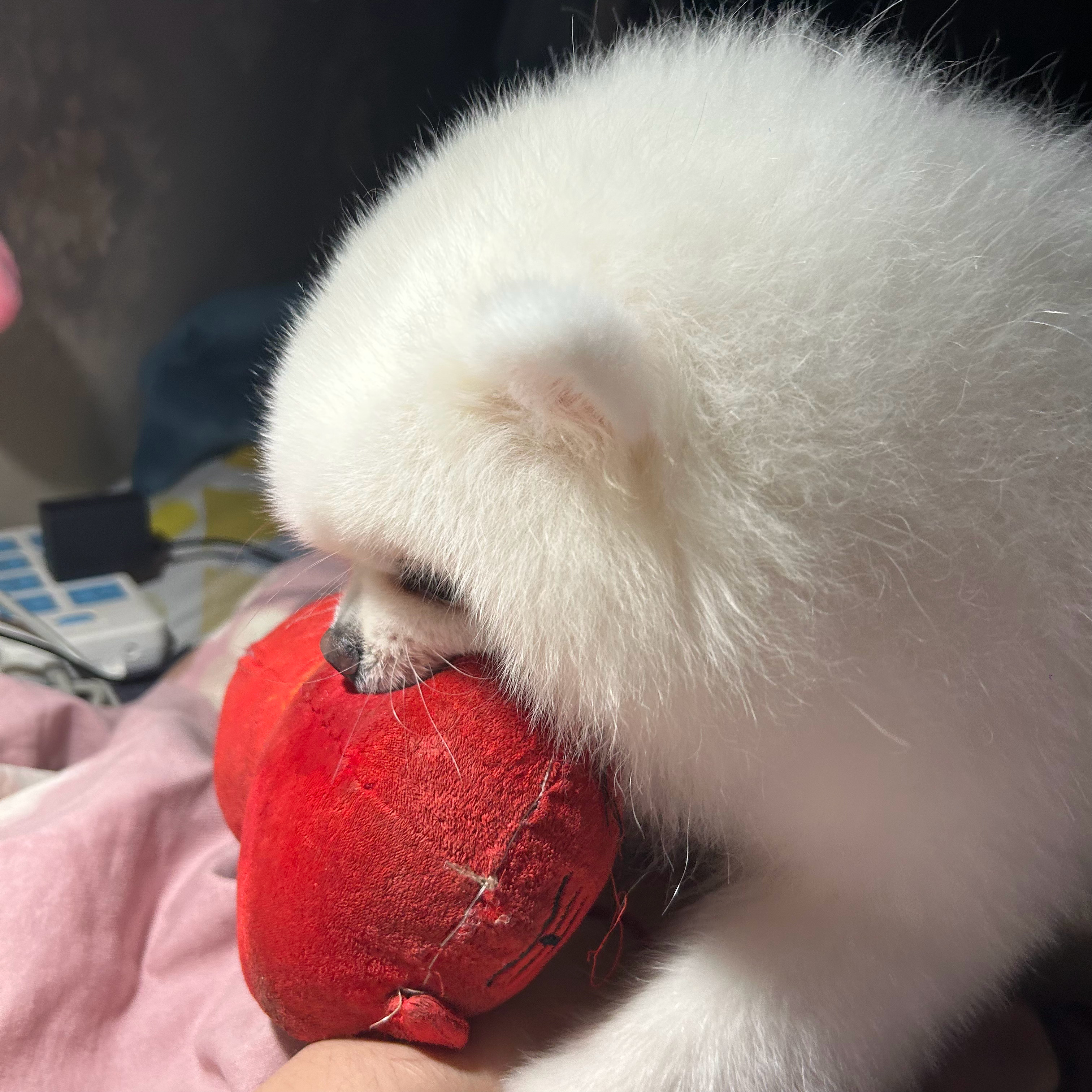 救命有猪呀 ​​​