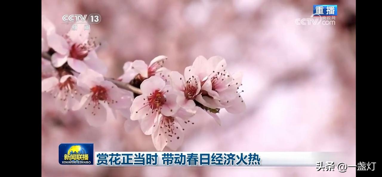 赏花正当时，春日经济火热！🌸💰