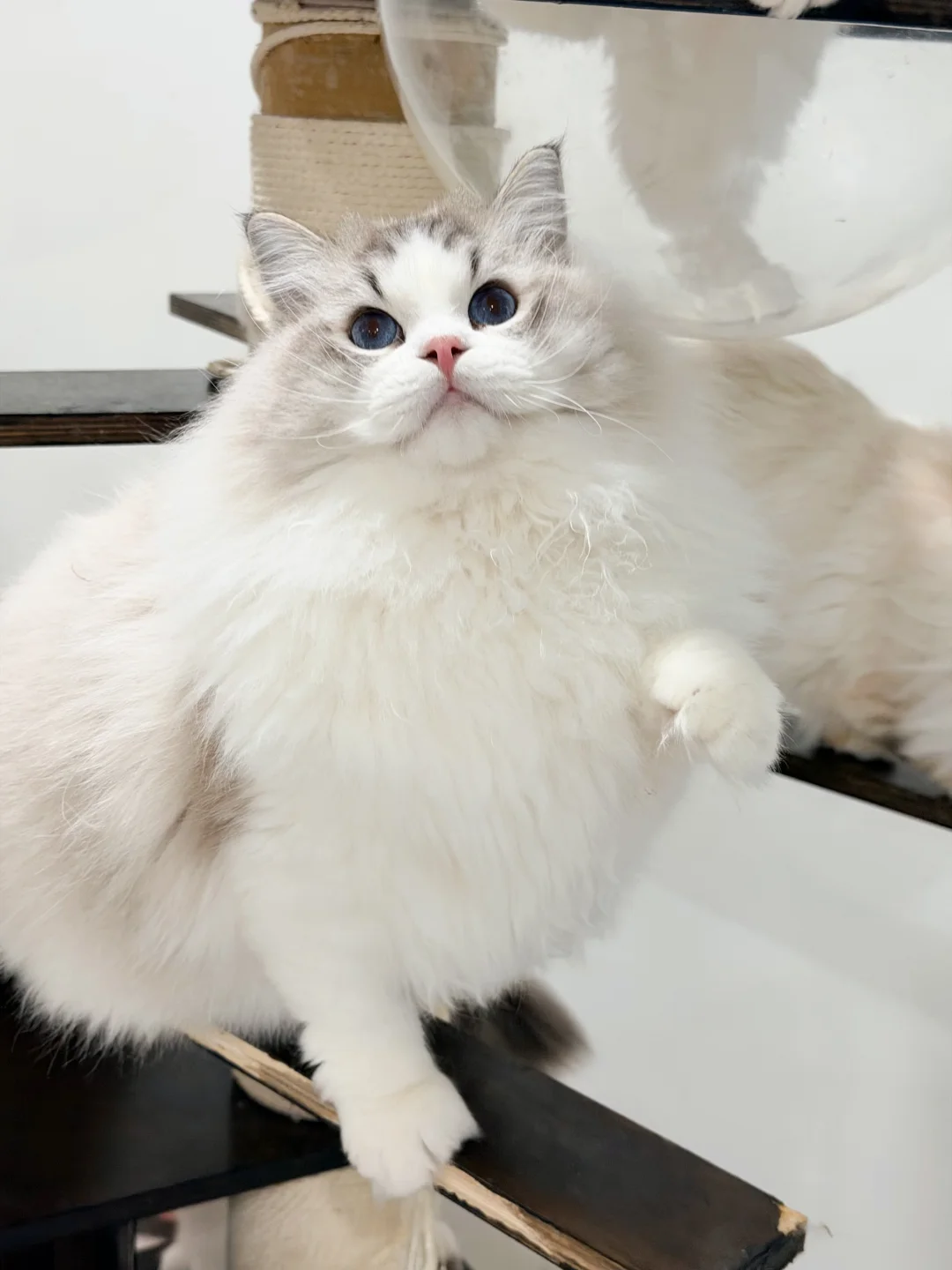 傻憨憨海山布偶弟弟蹲🏠