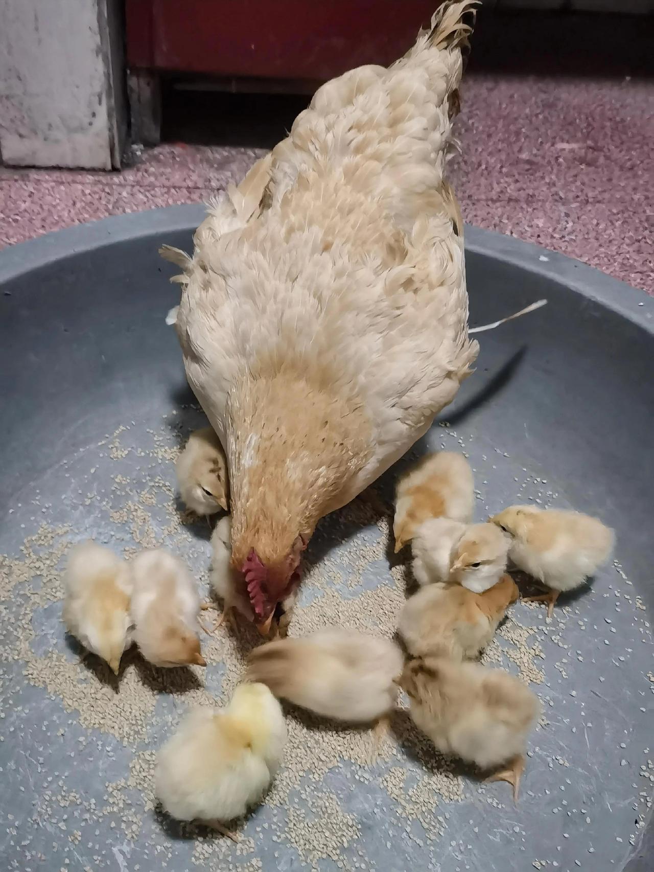 天下无奇不有，动物也有灵性，回老家第一天，老母亲喂养的一只母鸡，今天悠闲自在的带