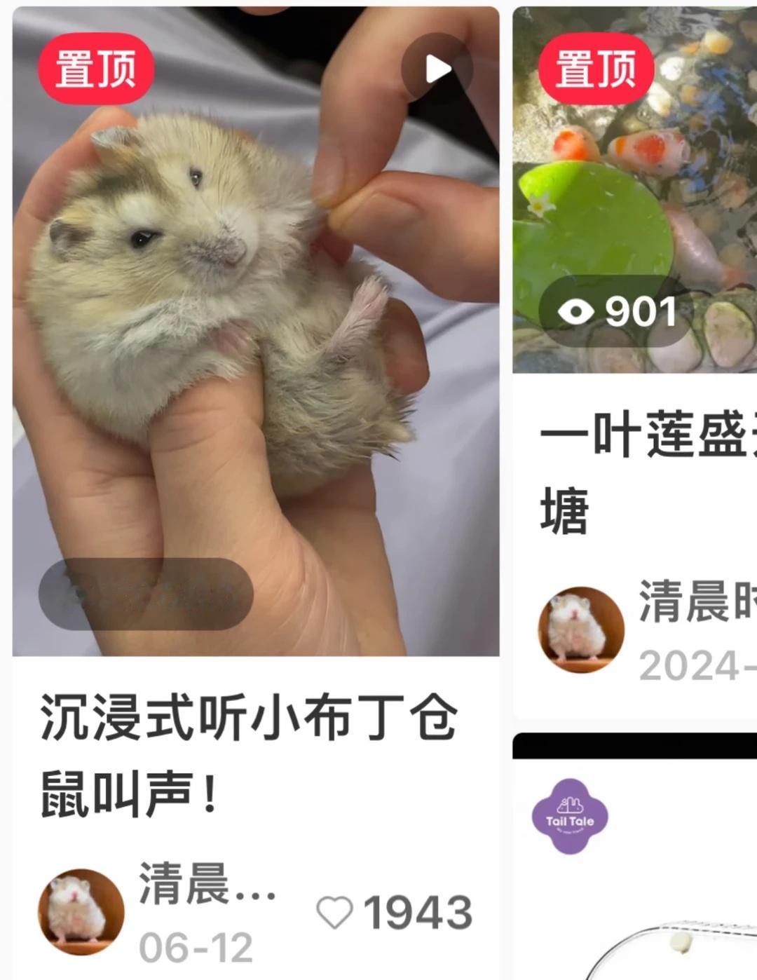 厦门吕厝附近送吱吱叫引2万人围观的布丁
是一只妹妹，性格就是胆小又好奇，所以经常