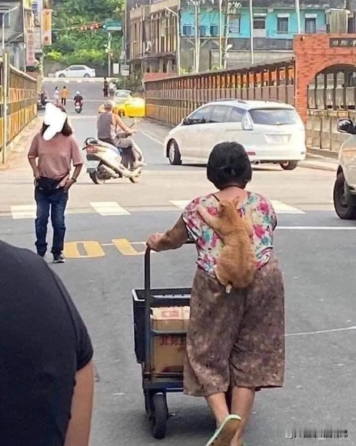 颇具人类情感的猫猫[抠鼻]，为了不成为阿嫲的负担主动推着阿嫲干活儿。