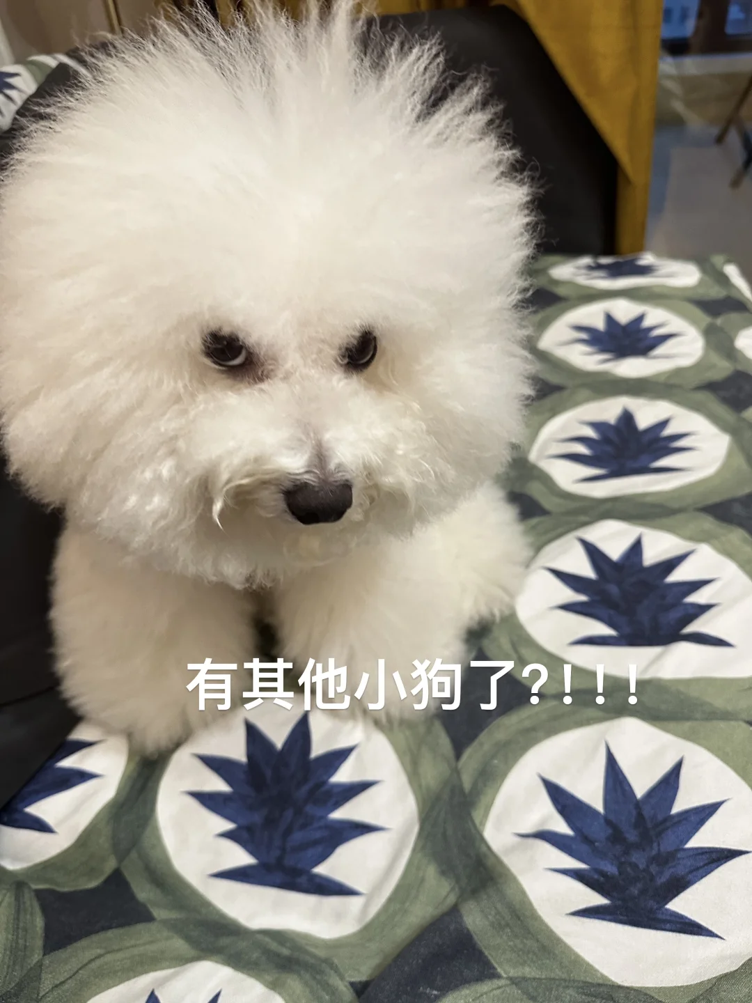 姨姨们是不是有其他小狗了？！都不来看我了