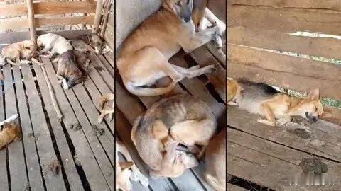 非洲虐狗都成产业了？一边打断狗腿，一边在网上求助：请捐款给狗治病吧…摘自 事儿君