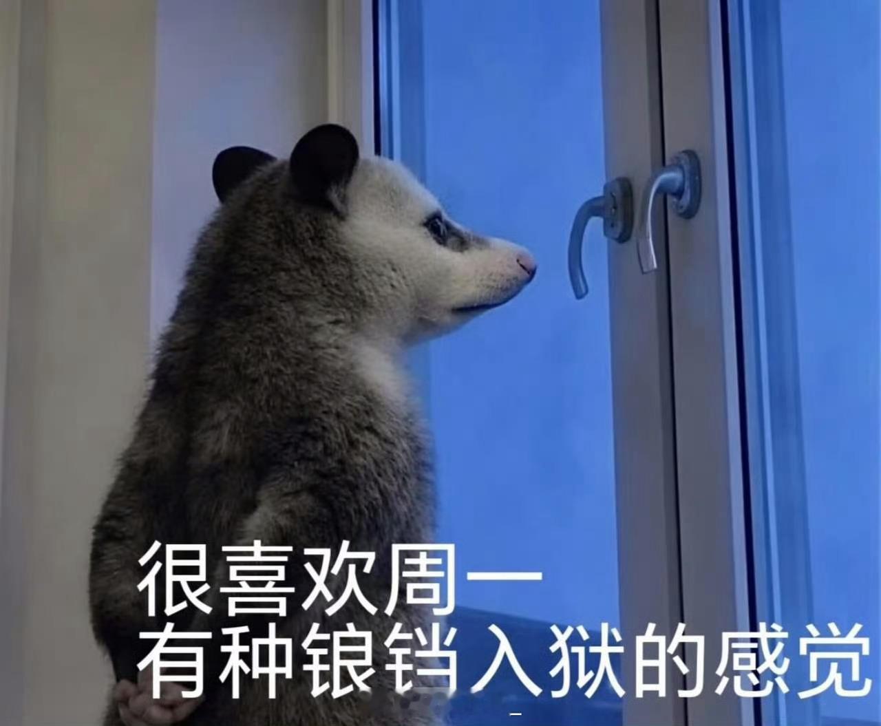 谁能拒绝一只负鼠呢 圆滚滚的身子裹着灰白绒毛，小爪子扒着树枝时眼睛溜圆，一紧张就